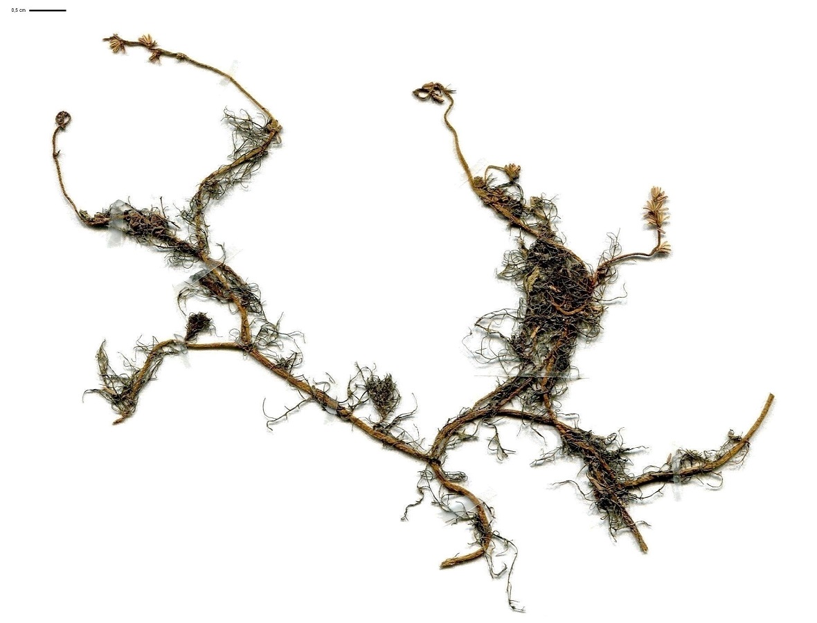 Myriophyllum alterniflorum (Haloragaceae)